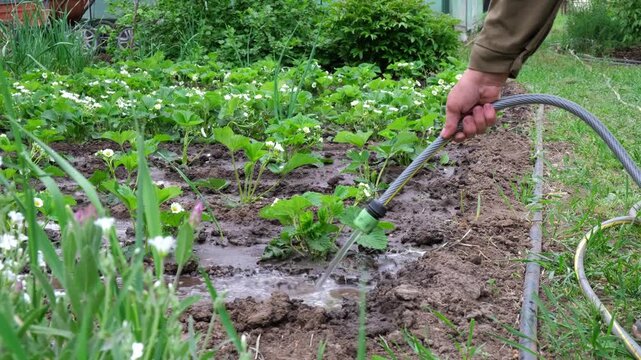 Female gardener watering garden strawberry beds with hose in spring. yard maintenance, seasonal chores, plant irrigation, gardening work.