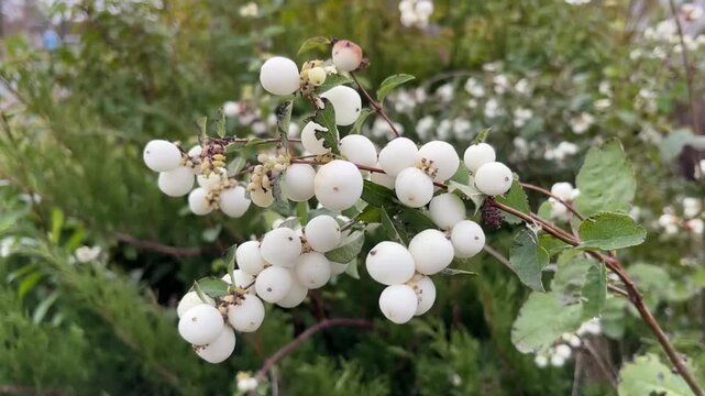 In September, white, attractive fruits appear on snowberry bushes.