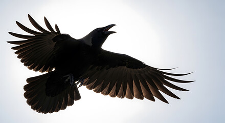 Obraz premium A black crow in flight wings spread wide silhouetted against a bright sky on transparent