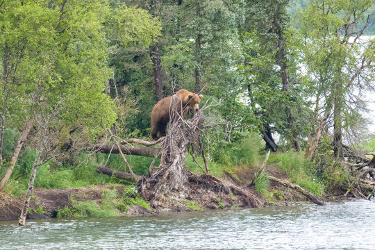 A large Brown Bear stands on a overturned tree at Brooks River in Alaska