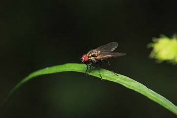 Naklejka premium macro photo of housefly facing back 