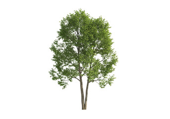A single tree with a slender trunk and lush green leaves isolated on transparent background