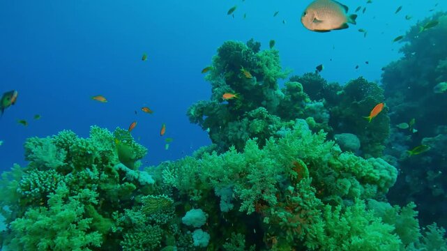 Many tropical fish of different species swimming near a colorful coral reef, on a turquoise water background, Slow motion, Marine life on a coral reef