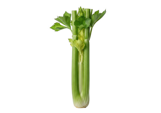 Fresh green celery stalk with leaves attached standing upright isolated on transparent background