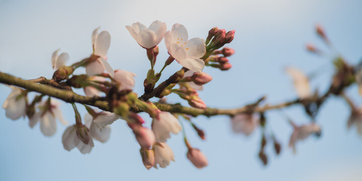 background with branch of blossoming cherry tree in spring