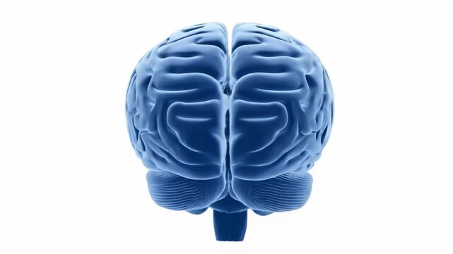 A detailed 3D model of a human brain rendered in blue, showcasing its intricate folds and structures on a white background