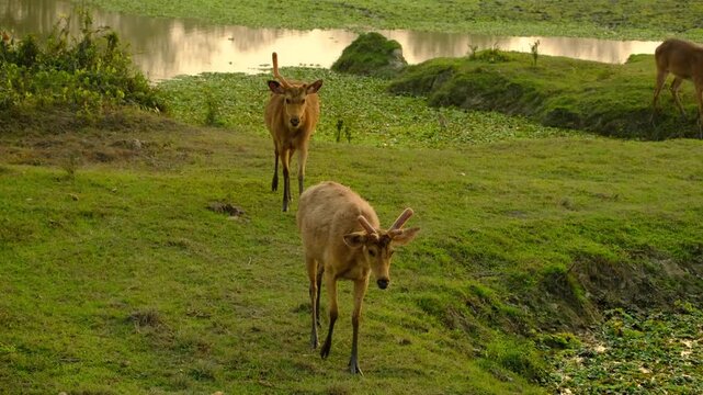 Juvenile Swamp Deer pair at Kaziranga National Park in Assam, India