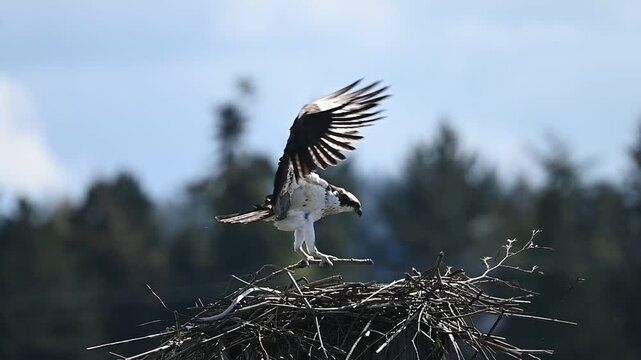 An adult osprey drops off a large branch to add to the nest