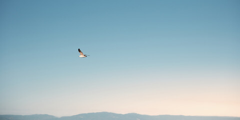 Fototapeta premium Minimalist view of a bird in flight against open blue sky above a distant mountain horizon, ideal for freedom, calm and copy space themes.