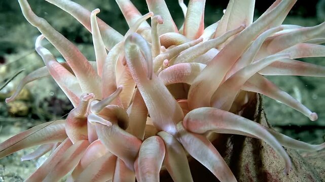 Captured in the icy depths of the Arctic, the Aulactinia stella sea anemone dances. Its pale pink tentacles gently flow, as it filters the frigid water, embracing its harsh but beautiful home.