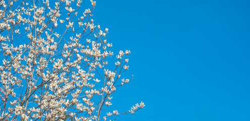 Blooming white magnolia branches against a clear blue sky. Elegant spring floral background with delicate petals and minimalist composition for nature-themed designs © John_Doo78