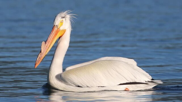 American white pelican (Pelecanus erythrorhynchos) with breeding caruncle swimming on blue water, Eagle Lake, Lassen County, California.