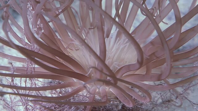 Beneath the Arctic waves, a Pachycerianthus fimbriatus, or tubular anemone worm, sways gracefully. The delicate tentacles wave, creating an underwater garden in the cold, clear water.