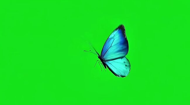 Blue butterfly on green screen background 