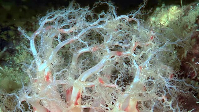 A close-up shows the delicate feeding tentacles of an orange sea cucumber, Cucumaria miniata. This Arctic Holothuria uses its fronds to catch plankton drifting in the cold water.