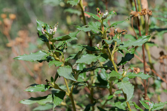 Close-up of Cistus laurifolius with green leathery leaves and upright stems. Photo taken in Parque natural Hoces del r&iacute;o Durat&oacute;n, Segovia, Spain