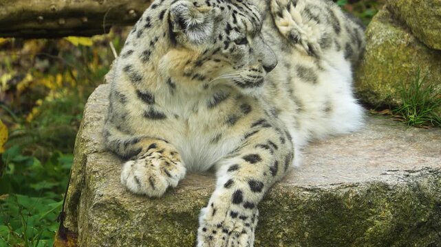 close up of a snow leopard resting and looking around on a rock on a cloudy spring day