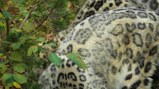 close up of a snow leopard resting and looking around a meadow on a cloudy spring day with a young leopard coming by.
