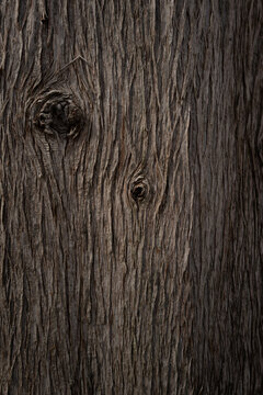 tree bark texture