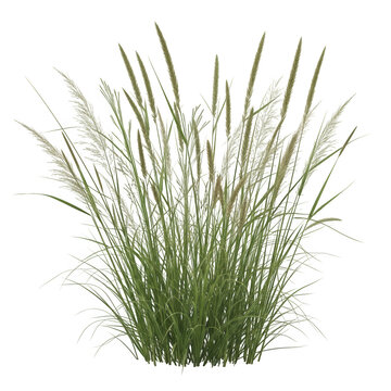 A lush clump of ornamental grass with slender, arching green and silver blades isolated on transparent background