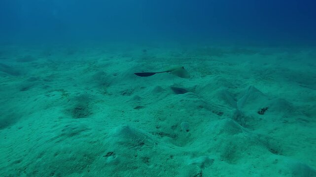 Feathertail ray swims fast above hilly sand-silty seabed on the deep, Wide-angle shot, Slow motion of Cowtail Stingray, Pastinachus floating over sandy bottom