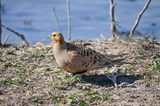 Male Pallas's sandgrouse (Syrrhaptes paradoxus) stopped at a spring during migration, Southern Kazakhstan