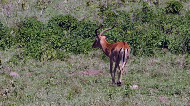 An elegant impala with magnificent horns gracefully explores the lush, sun-kissed plains of Lake Nakuru in Kenya.