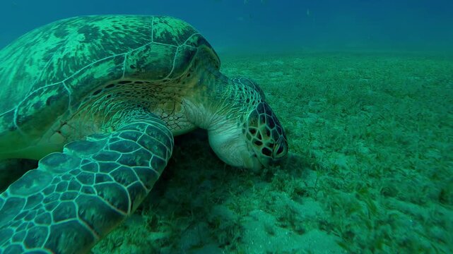 Close up of Sea Turtle swims and grazes on seabed eating seaweed in evening light at sundown, Slow motion of Great Green Sea Turtle, Chelonia mydas feeding on sea bottom at sunset