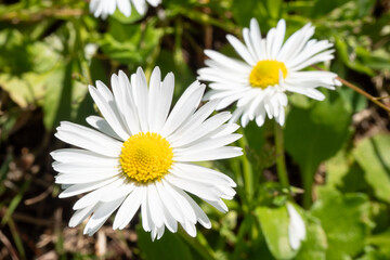 Fototapeta premium White daisy flowers blooming in green grass field