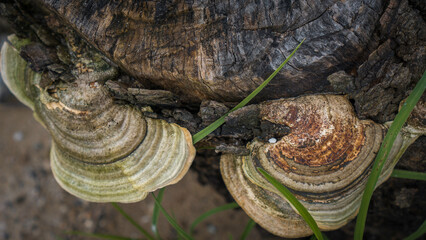 Fototapeta na wymiar Wood Fungi Texture on Old Tree Trunk – Jamur Kayu Alami