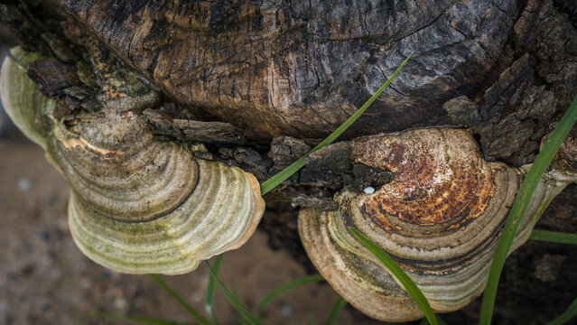 Wood Fungi Texture on Old Tree Trunk &ndash; Jamur Kayu Alami