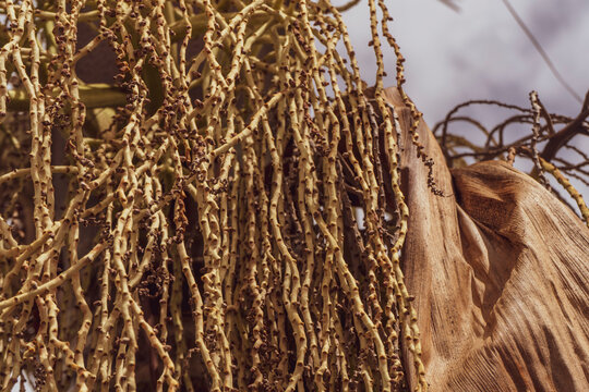 Fruto tropical Corozo - Bactris guineensis