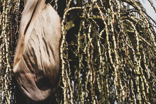 Fruto tropical Corozo - Bactris guineensis