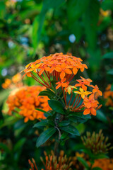 Orange Ixora Flower Cluster with Soft Nature Background