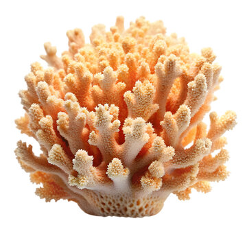 coral isolated on white background, png, ai generated.
