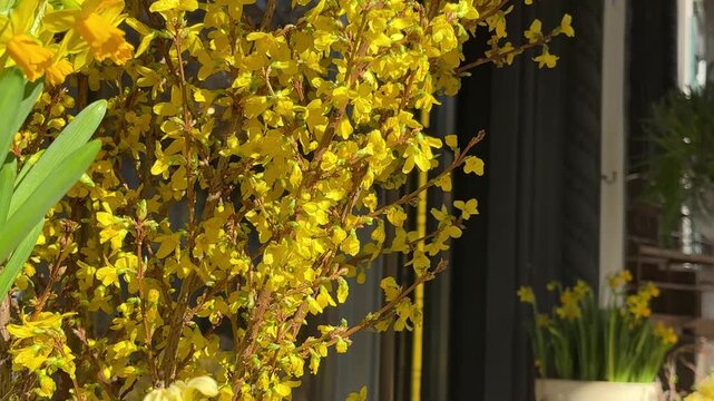 Spring flowers yellow daffodils, hyacinths and forsythia.
