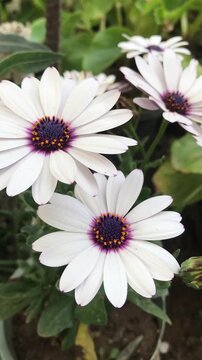 White Daisy Flower close up.  Cape marguerite isolated, African daisy, Cape daisy. White flower background.  Osteospermum isolated. Dimorphotheca ecklonis close up.