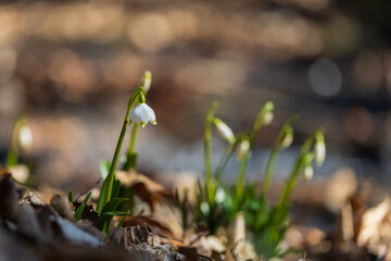 Wild Spring Snowflake flowers in forest with soft bokeh