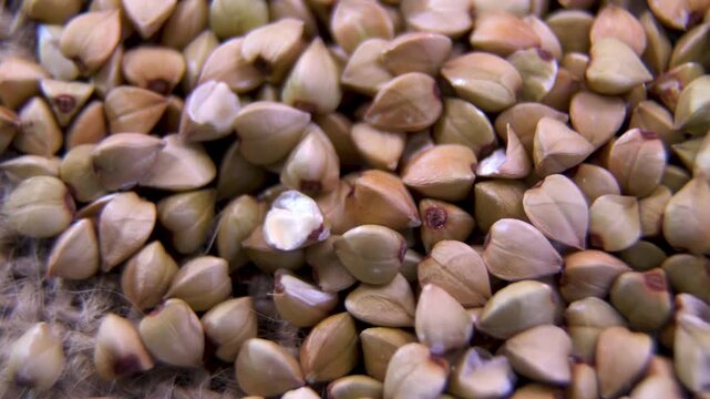 Raw Green Buckwheat (Fagopyrum esculentum) close-up