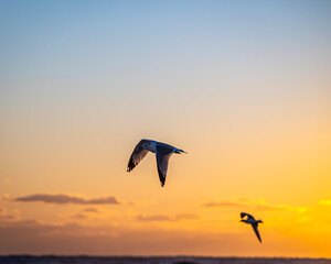 Fototapeta premium Seagulls on a Florida beach at sunrise