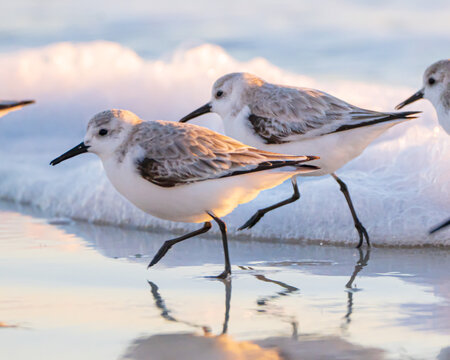 Sanderling shorebirds on a Florida Beach