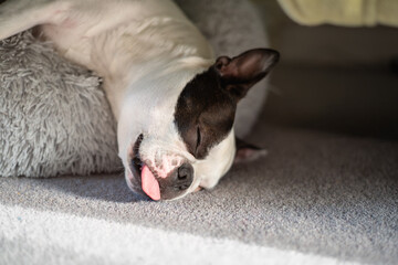 Sleeping Boston Terrier dog, with her head hanging off the edge of a fluffy pet bed resting on a grey carpet. She has her tongue out and looks cute.