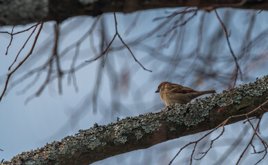 Fototapeta premium Young spring birds with blue sky on tree