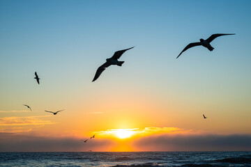 Fototapeta premium Seagulls on a Florida beach at sunrise
