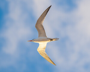 Fototapeta premium Royal Terns on a Florida Beach