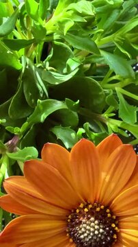 Close-up of orange African daisies blooming, Osteospermum. The flowers bloom in spring.
