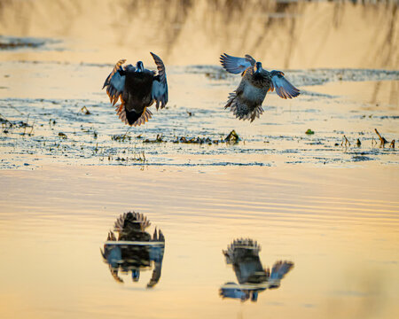 Blue winged teal in flight