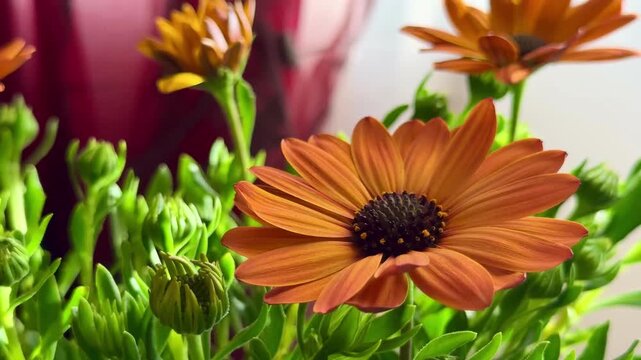 Close-up of orange African daisies blooming, Osteospermum. The flowers bloom in spring.