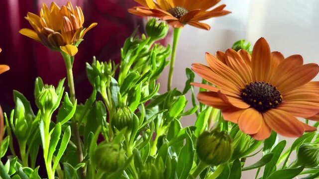 Close-up of orange African daisies blooming, Osteospermum. The flowers bloom in spring.