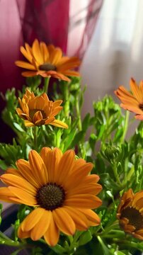Close-up of orange African daisies blooming, Osteospermum. The flowers bloom in spring.